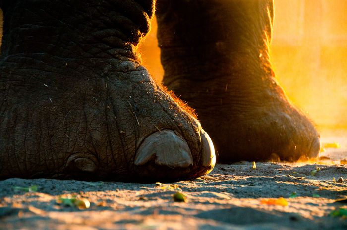 Marc Stickler Wildlife Okavango Delta Botswana