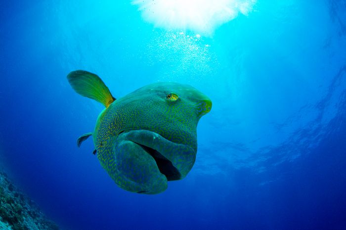Underwater Photography Seacam Marc Stickler Palau