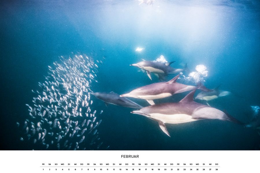 calendar, wildlife, support, nature