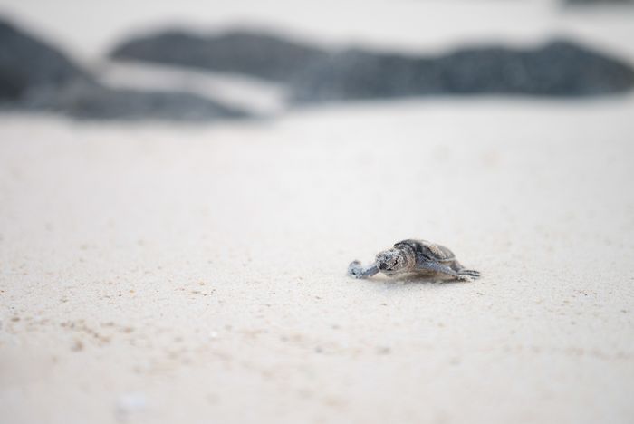 Conservation Photography Nature Marc Stickler