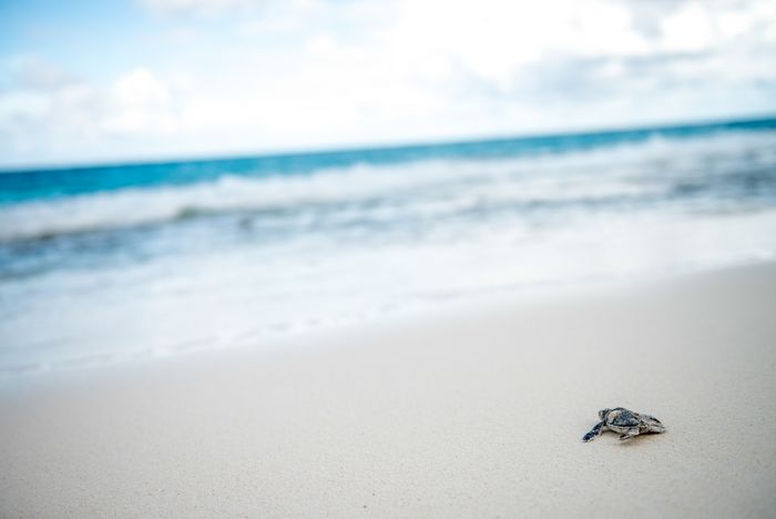 Conservation Photography Nature Marc Stickler