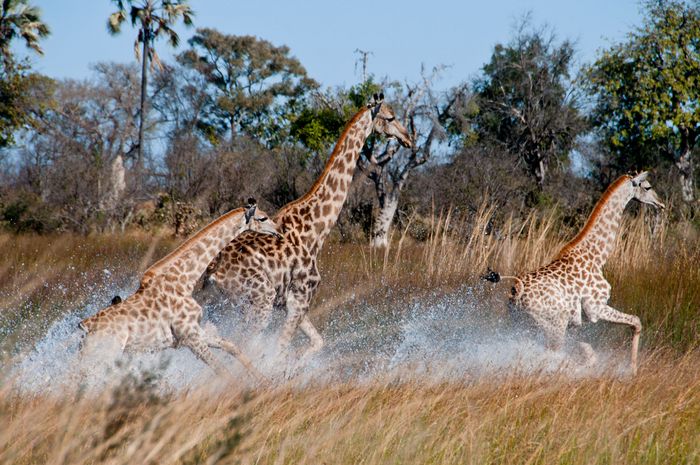 Marc Stickler Wildlife Okavango Delta Botswana