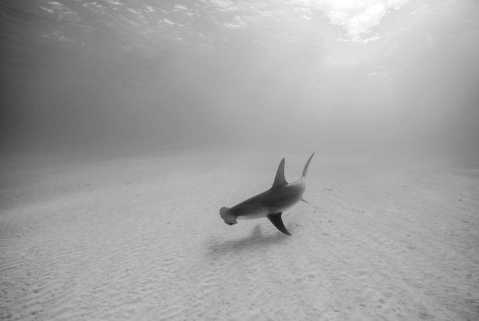 Underwater Photography Seacam Marc Stickler Bahamas