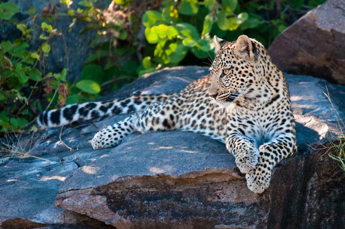 Wildlife Leopard Botswana Savuti Photography Marc Stickler