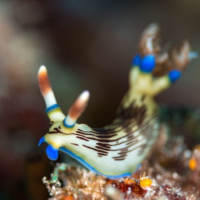 Underwater Photography Seacam Marc Stickler Palau