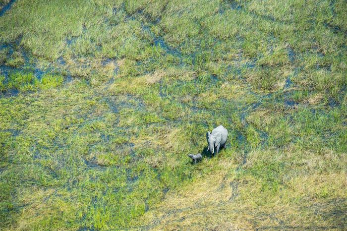 Marc Stickler Wildlife Okavango Delta Botswana