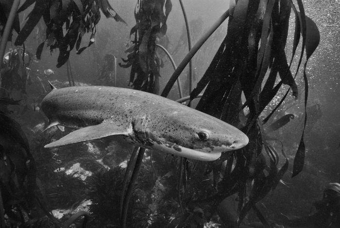 underwater photography marc stickler south africa