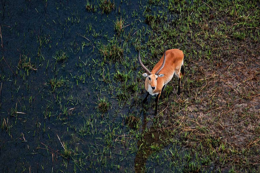 Okavango Delta Helicopter Safari Marc Stickler