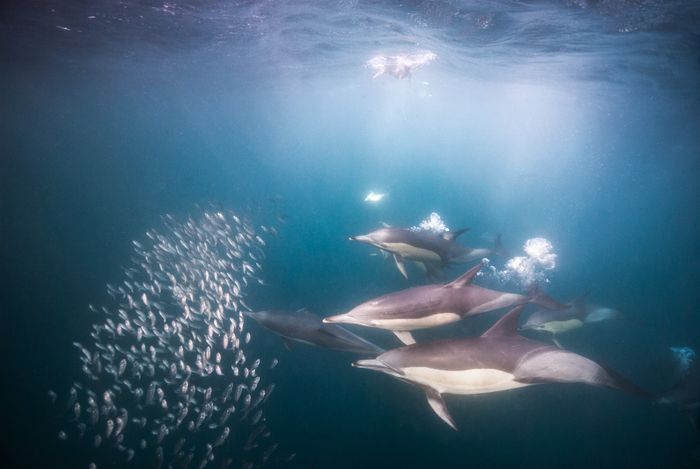 Underwater Photography Seacam Marc Stickler South Africa