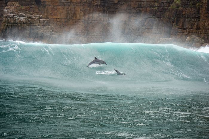 Dolphines South Africa Sardine Run Wildlife Photography