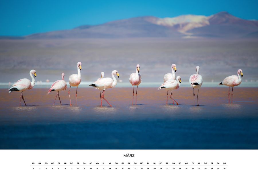 calendar, wildlife, support, nature