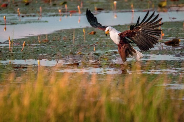 Wildlife Fish Eagle Botswana Photography Marc Stickler