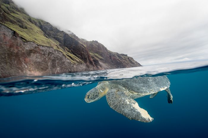 Photography Galappagos Underwater Marc Stickler