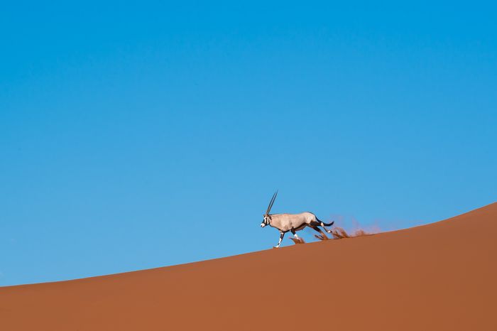 Namibia Photography Photosafari Marc Stickler Wildlife