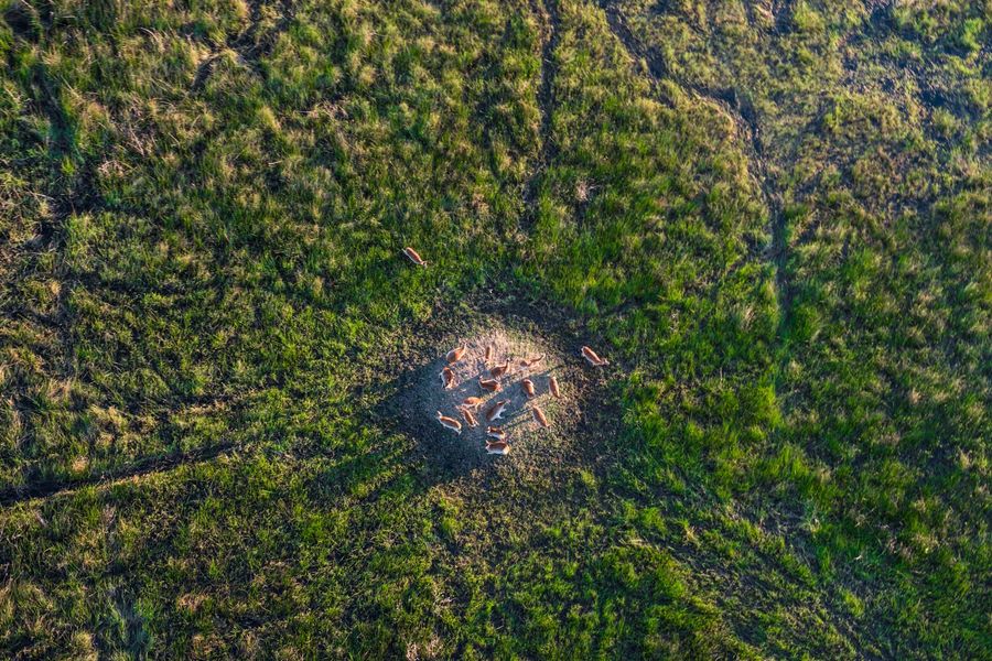 Photosafari Marc Stickler Okavango Delta Botswana Belmond