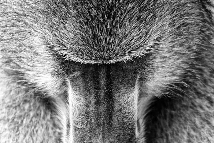 Marc Stickler Wildlife Okavango Delta Botswana