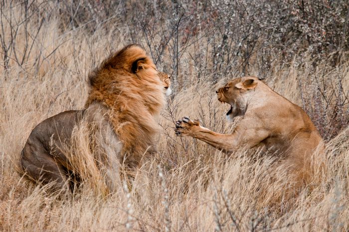 Wildlife Lions Botswana Photography Marc Stickler