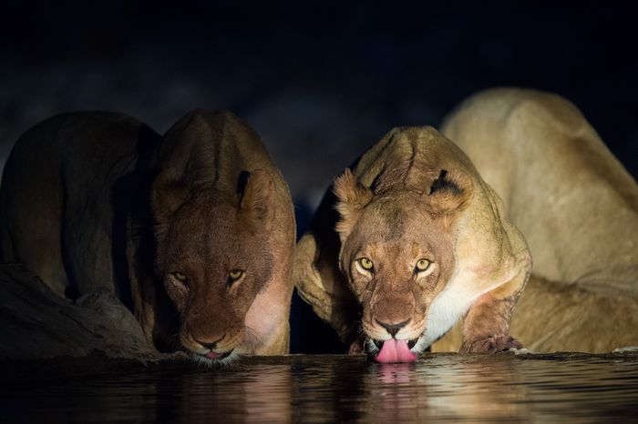 Namibia Photography Photosafari Marc Stickler Wildlife