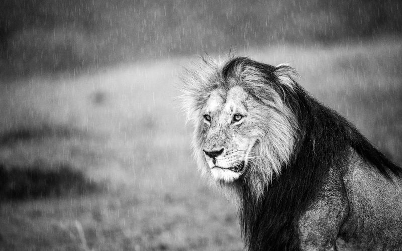 Wildlife