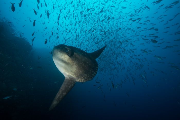 Photography Palau Underwater Marc Stickler