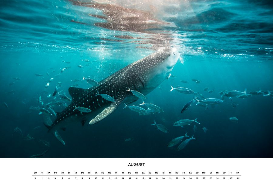 calendar, wildlife, support, nature