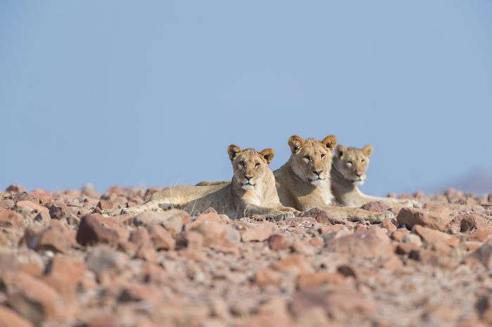 lions namibia desert wildlife photography marc stickler