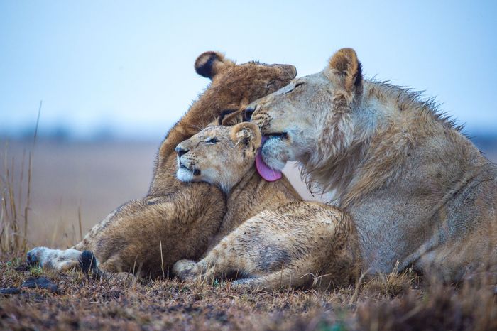 Wildlife Maasai Mara Kenya Photography Marc Stickler 