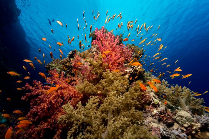 underwater photography marc stickler egypt