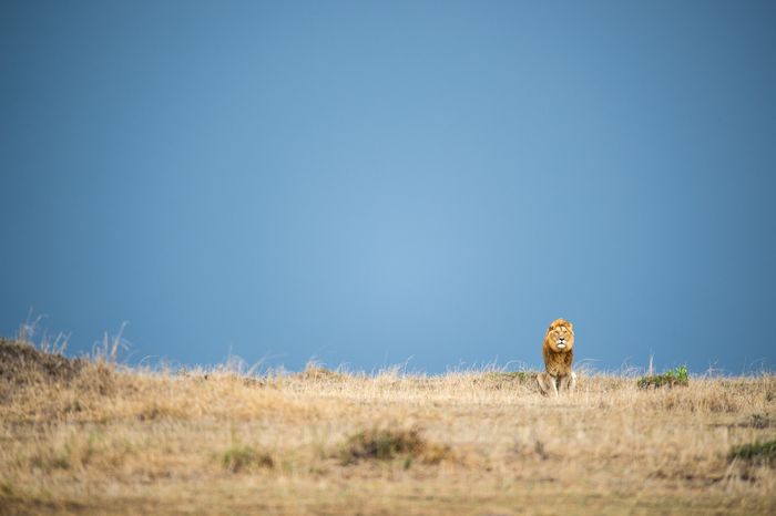 Wildlife Maasai Mara Kenya Photography Marc Stickler 