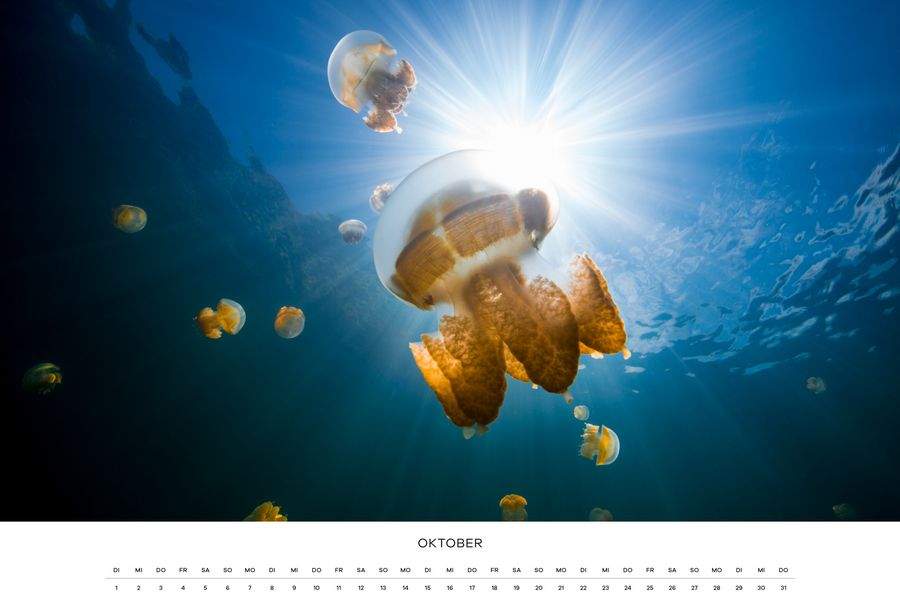 calendar, wildlife, support, nature