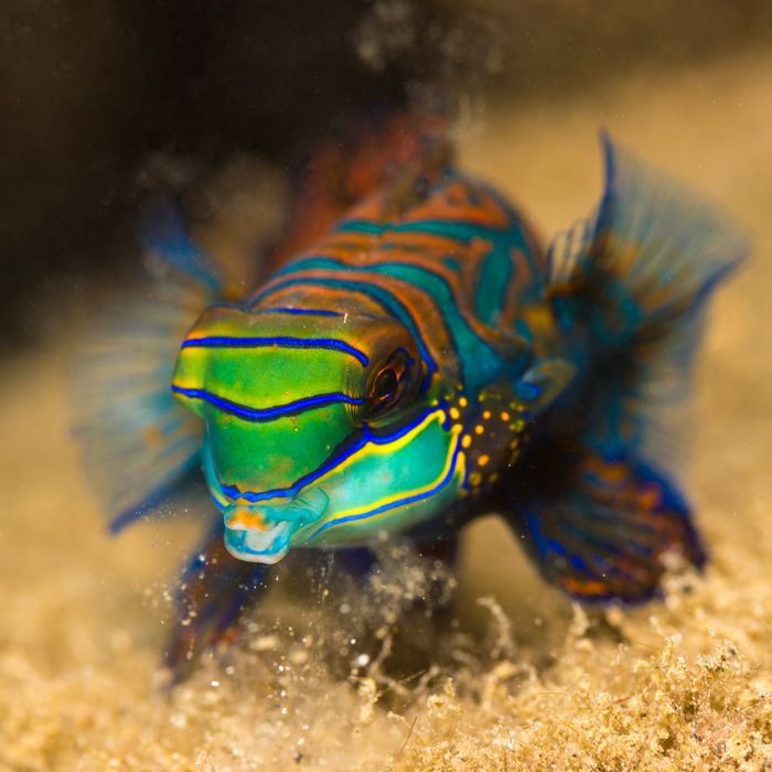 Underwater Photography Seacam Marc Stickler Palau