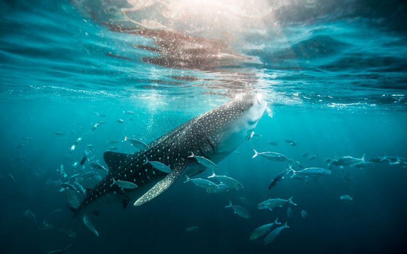 Wildlife