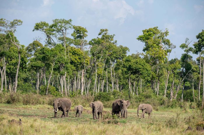 Wildlife Maasai Mara Kenya Photography Marc Stickler 