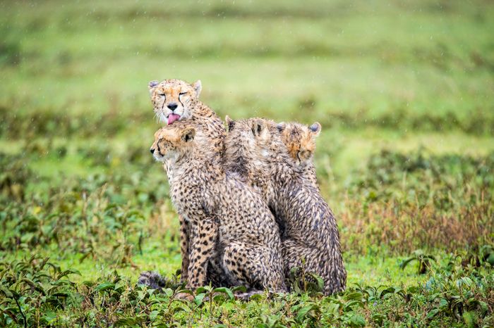 Marc Stickler Wildlife Tansania Serengeti