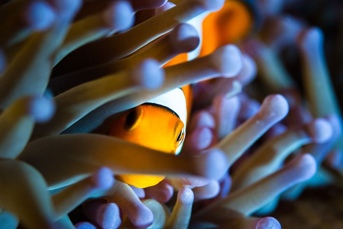 photography indonesia underwater marc stickler