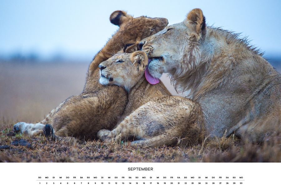 calendar, wildlife, support, nature