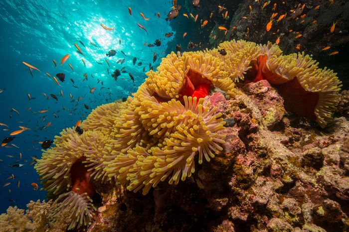 underwater photography marc stickler egypt