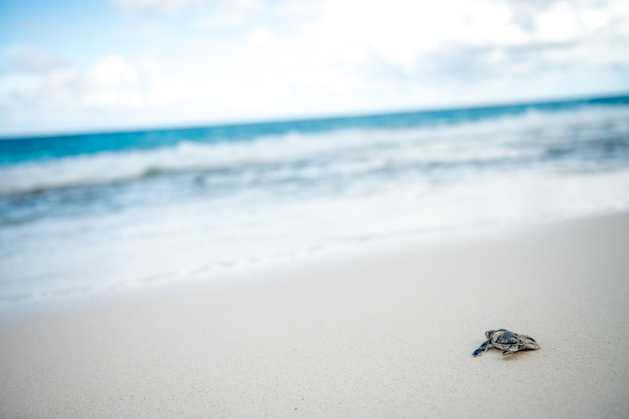 Conservation Photography Nature Marc Stickler