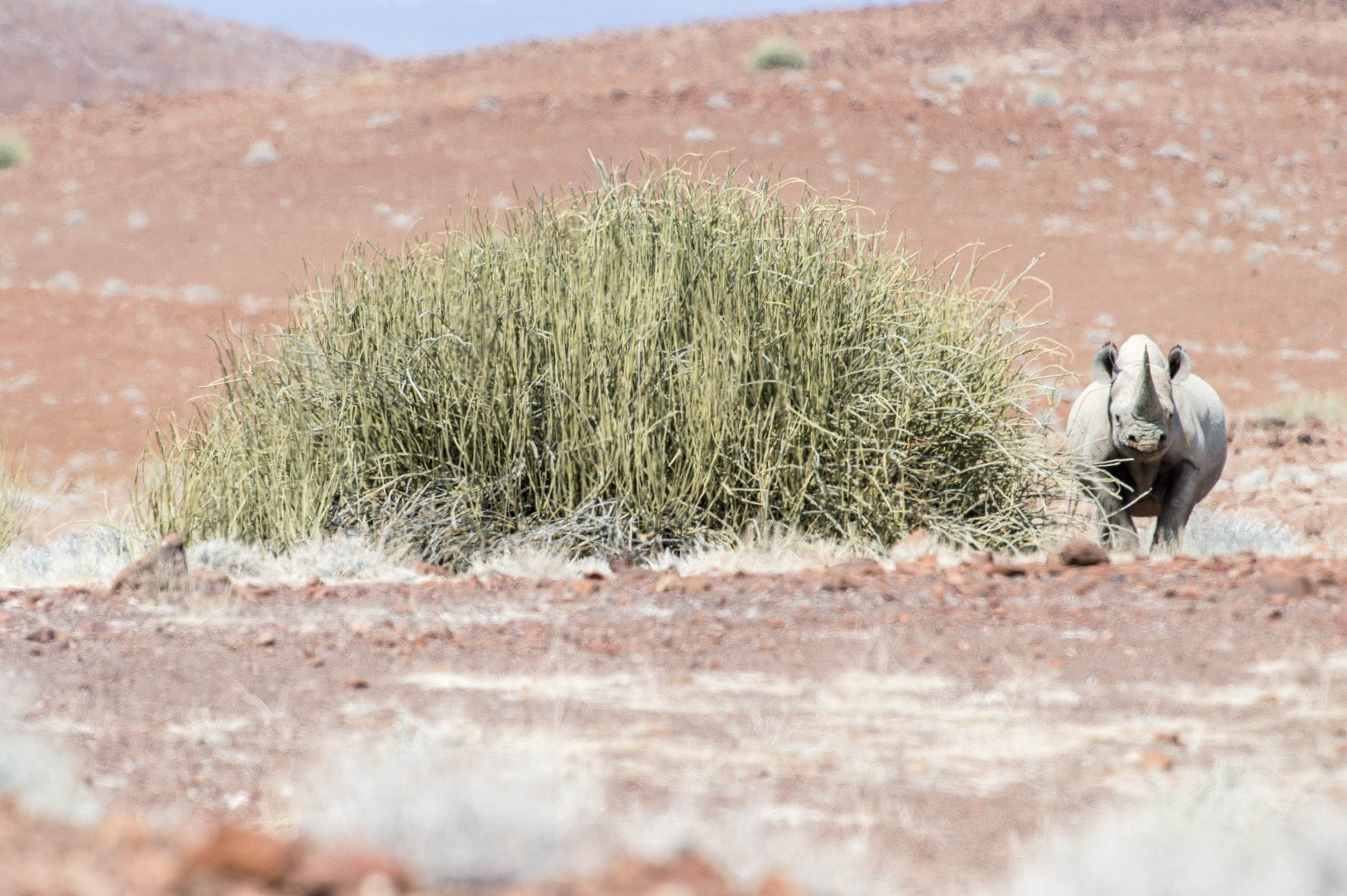 Conservation Photography Nature Marc Stickler