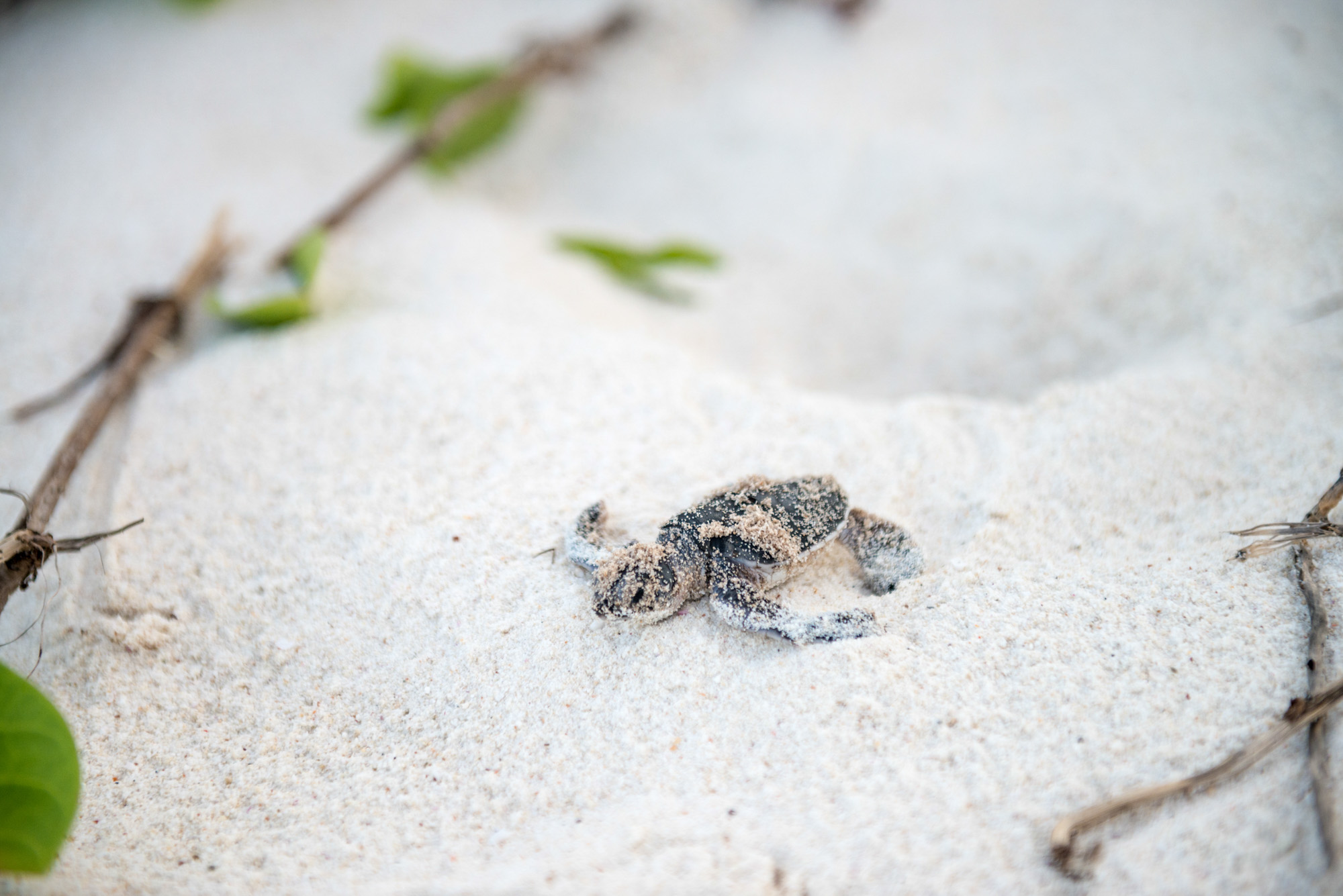 Conservation Photography Nature Marc Stickler