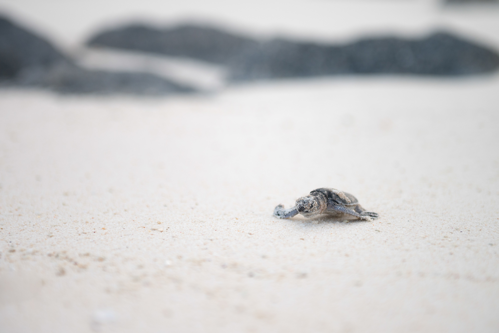 Conservation Photography Nature Marc Stickler