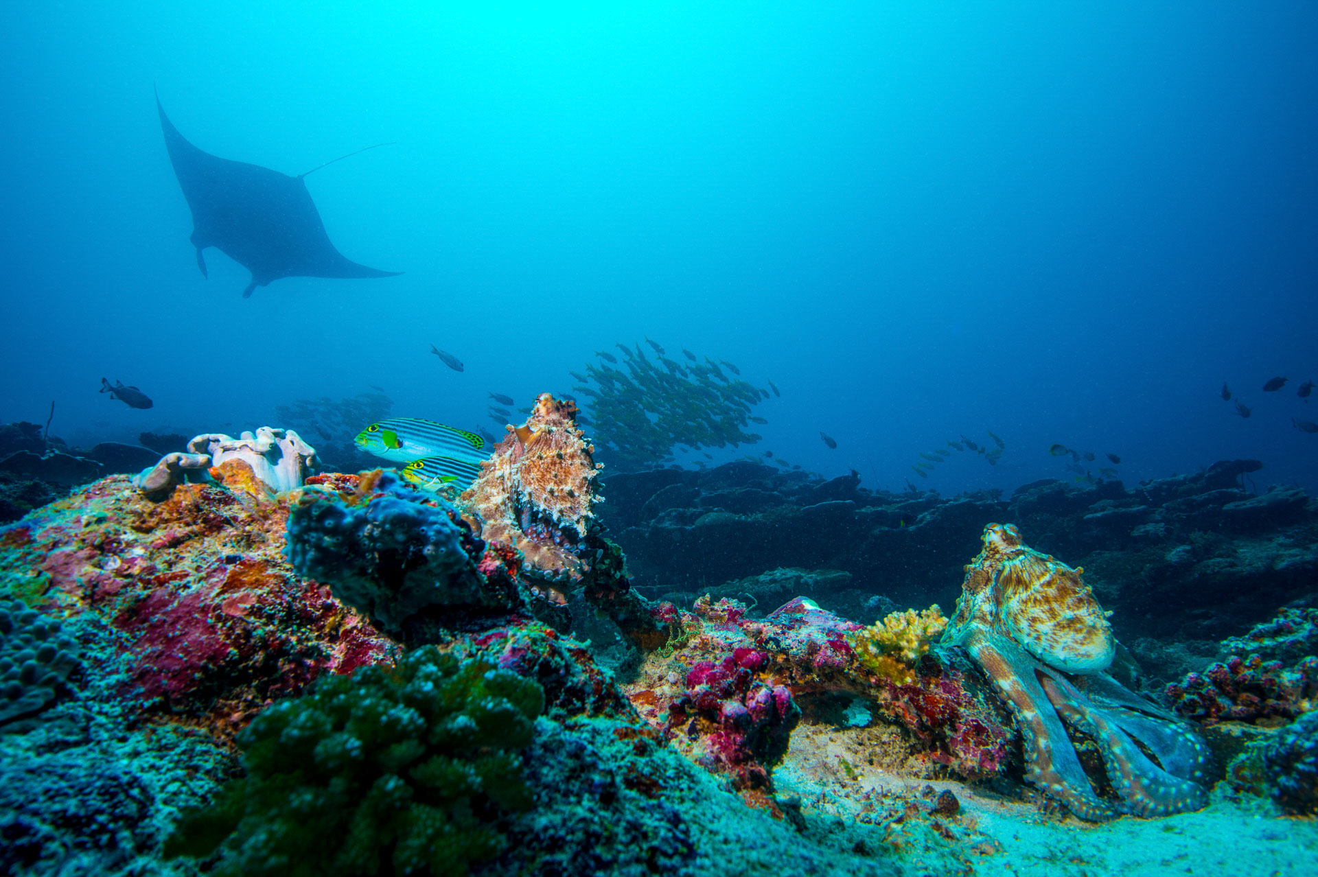 Underwater Photography Seacam Marc Stickler Maldives