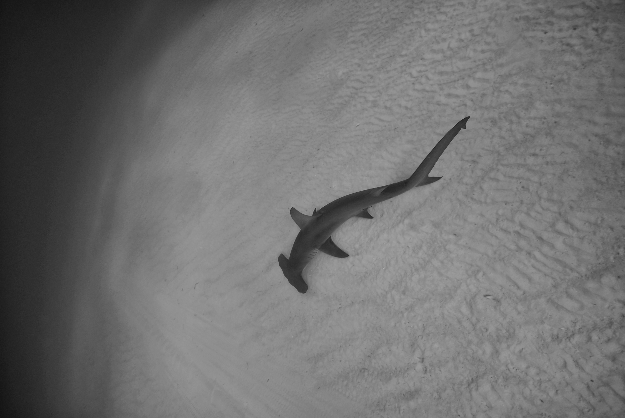 Underwater Photography Seacam Marc Stickler Bahamas
