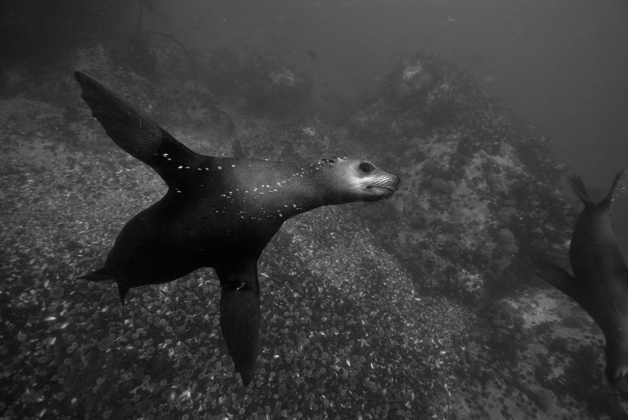 Underwater Photography Marc Stickler Leica