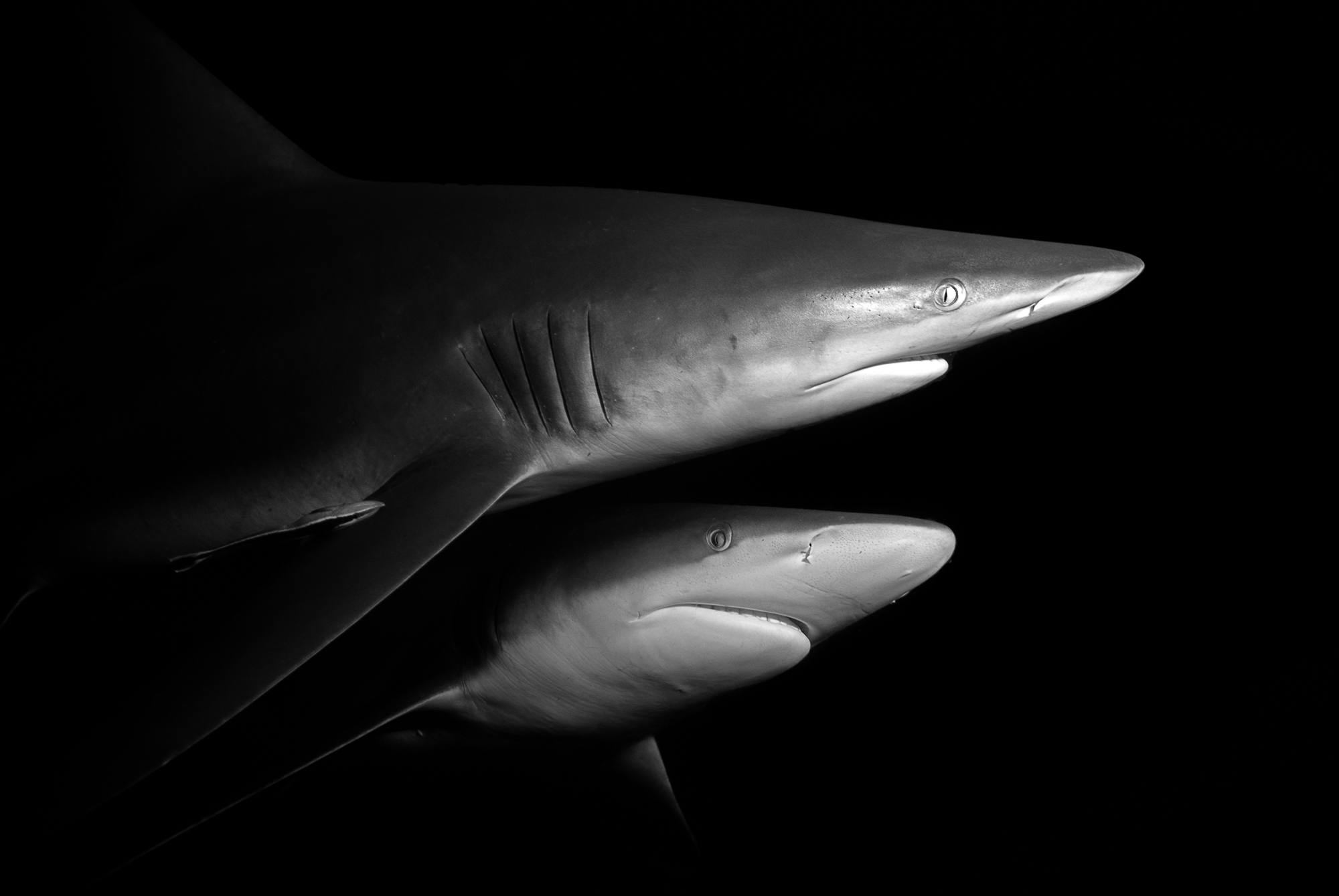 underwater photography marc stickler south africa