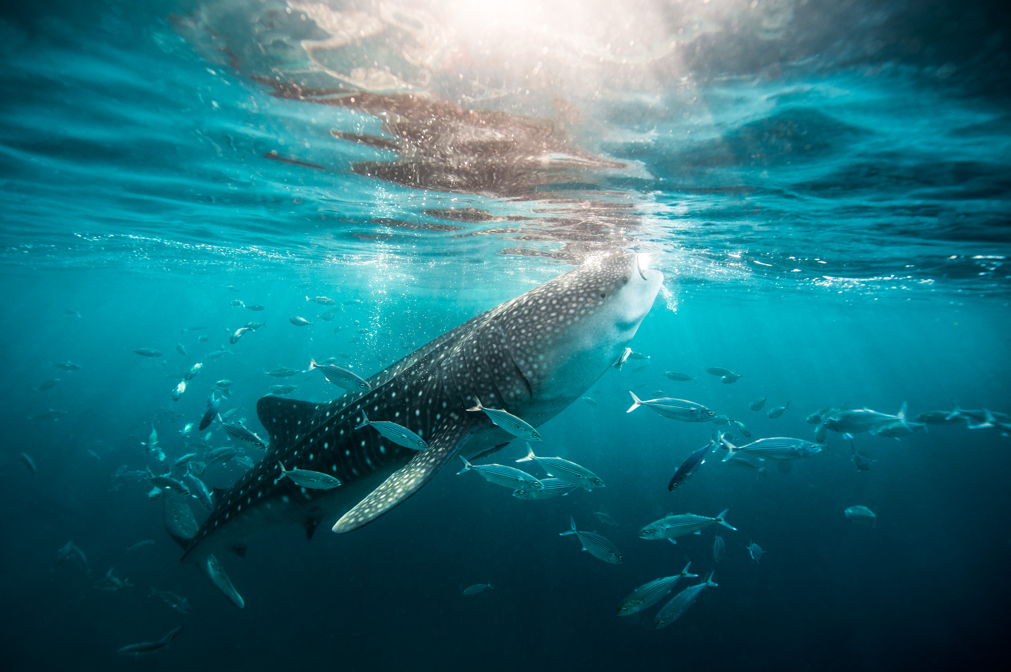 Underwater Photography Marc Stickler Leica