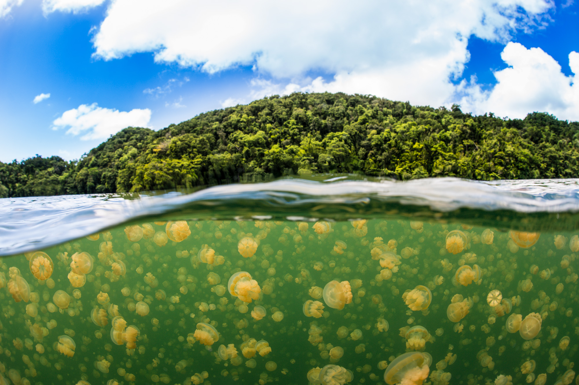 Photography Palau Underwater Marc Stickler