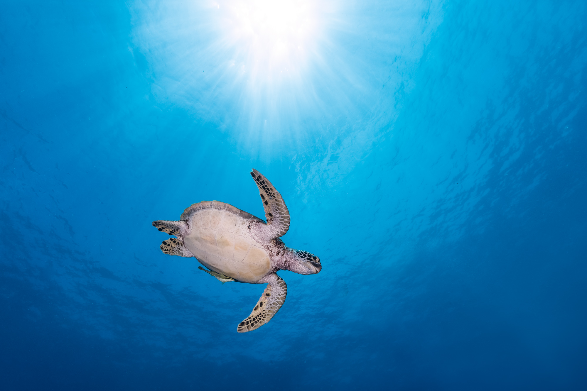 Photography Palau Underwater Marc Stickler