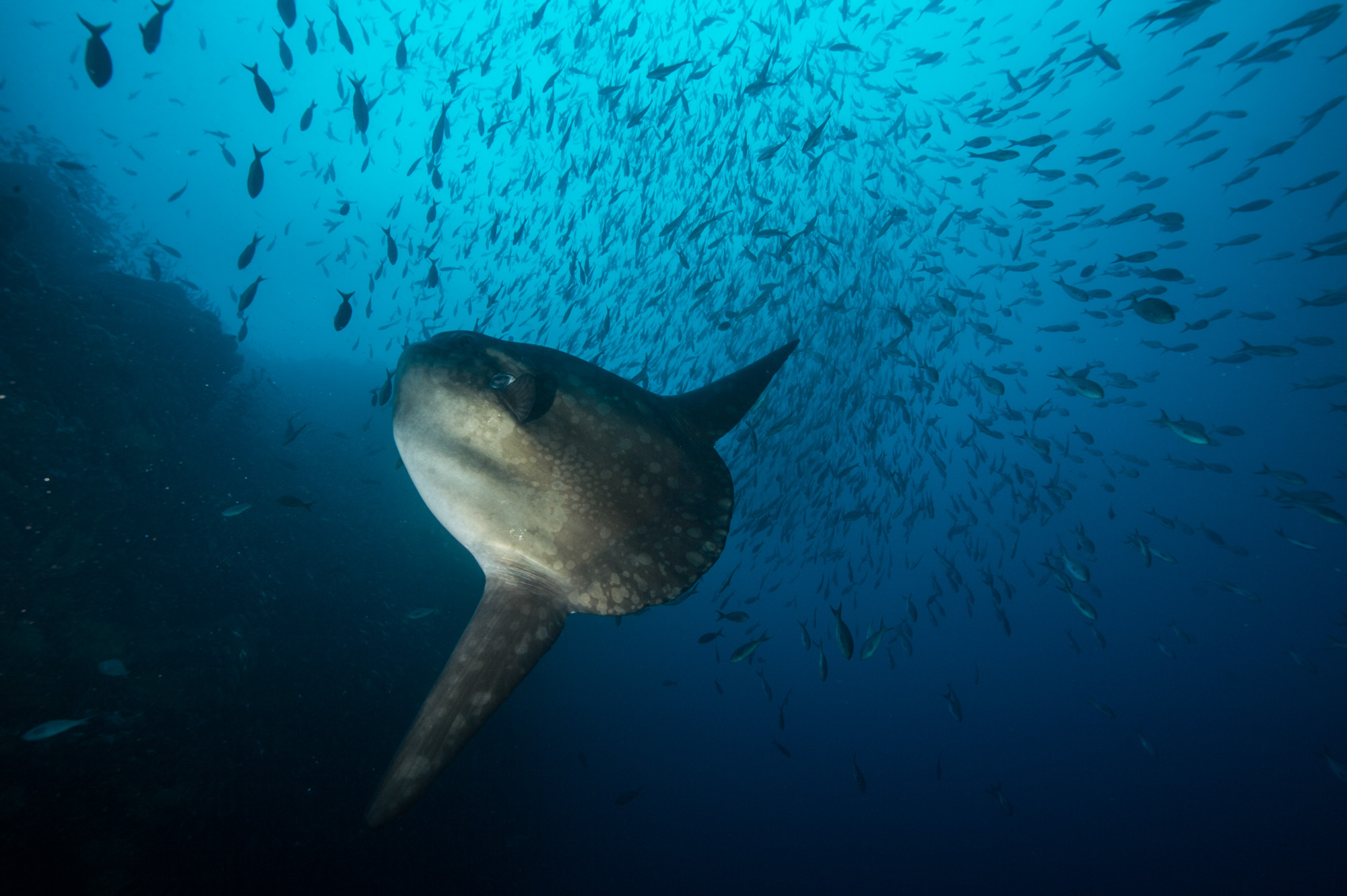Photography Palau Underwater Marc Stickler