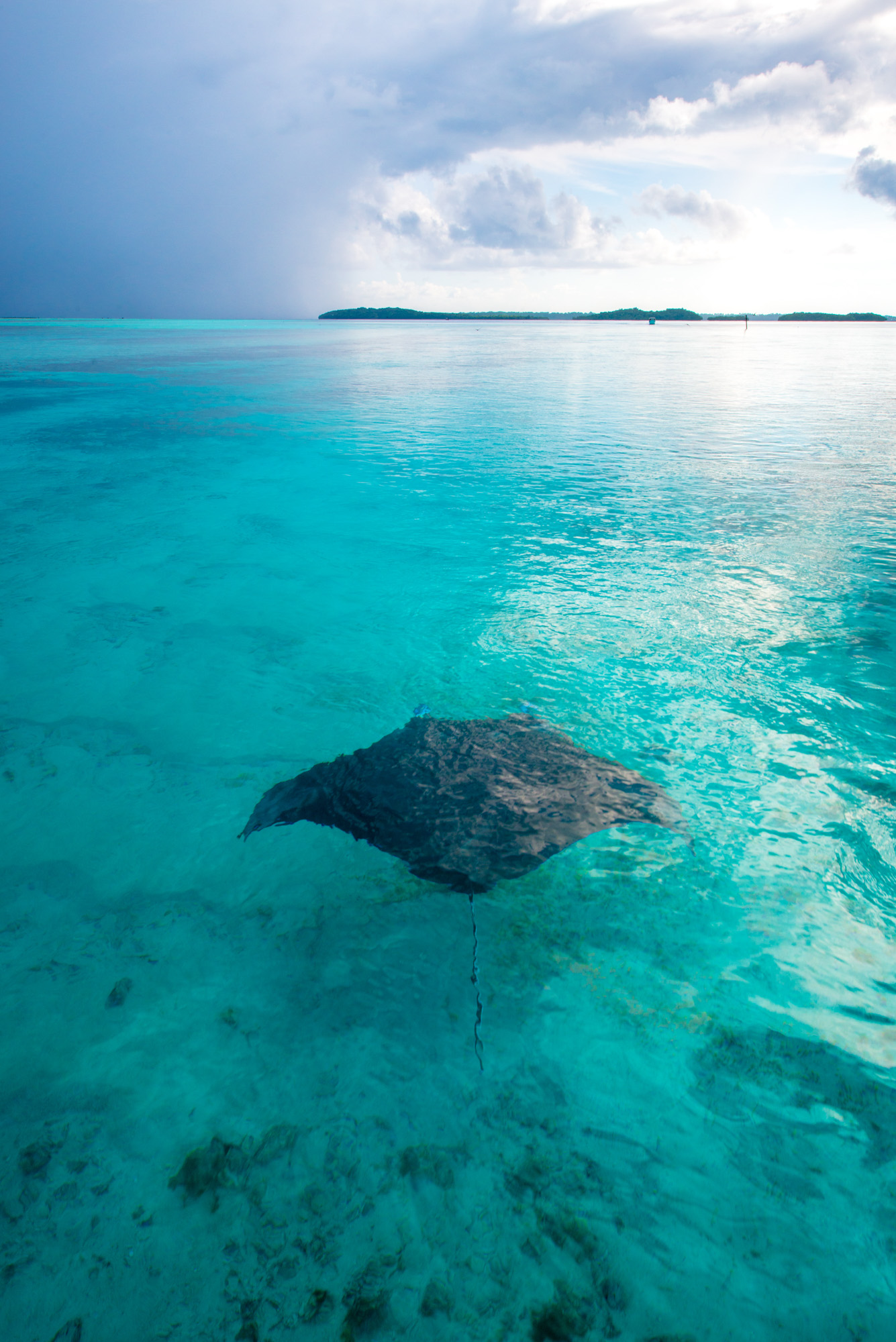 Photography Palau Underwater Marc Stickler